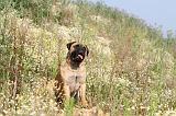 BULLMASTIFF 251